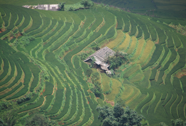 Campos de arroz en Sapa