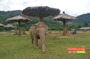 instalaciones santuario elefantes