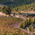 rutas de vino por catalunya