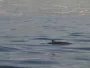 ver delfines en tenerife