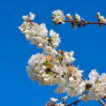 floración de cerezos en catalunya