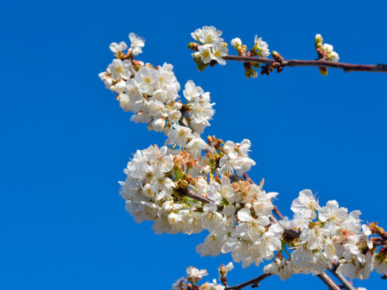 floración de cerezos en catalunya