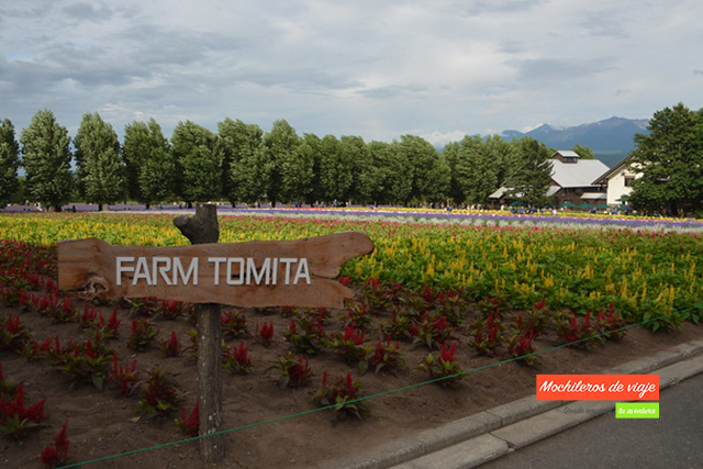 la granja tomita en hokkaido