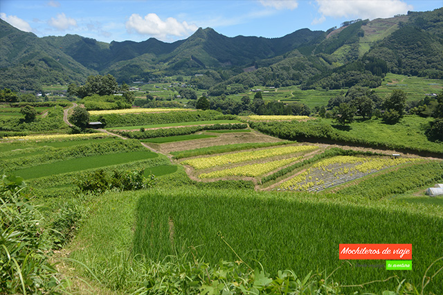 terrazas de arroz en kyushu