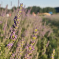 campos de lavanda en catalunya