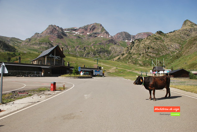 vaca en el telesilla de lanuza